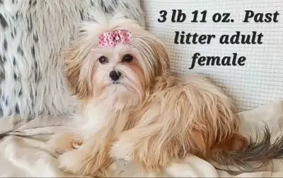 Maltipom X Tiny Yorkie Puppies!, View more