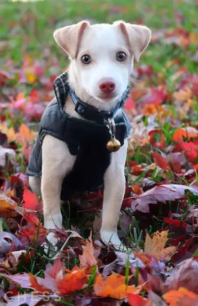 5 Month Old JackChi For Sale, View more