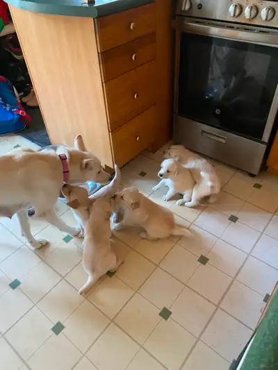 Puppies+for+sale, View more