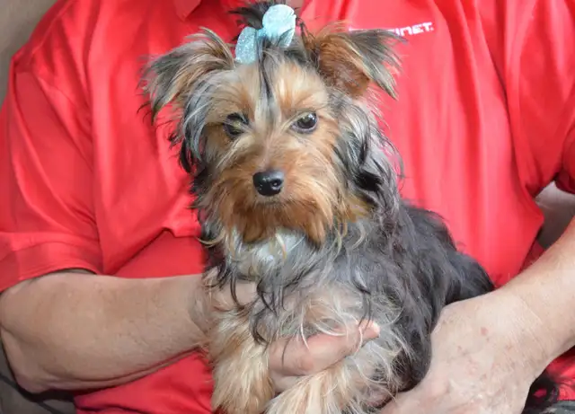 1 BOY LEFT: Yorkshire Terrier in Dogs & Puppies for Rehoming in Ottawa - Image 4