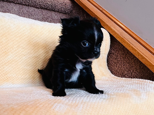 Beautiful Chihuahua Puppies in Dogs & Puppies for Rehoming in Calgary - Image 3
