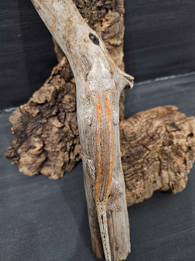 Gargoyle geckos  in Reptiles & Amphibians for Rehoming in Peterborough - Image 3