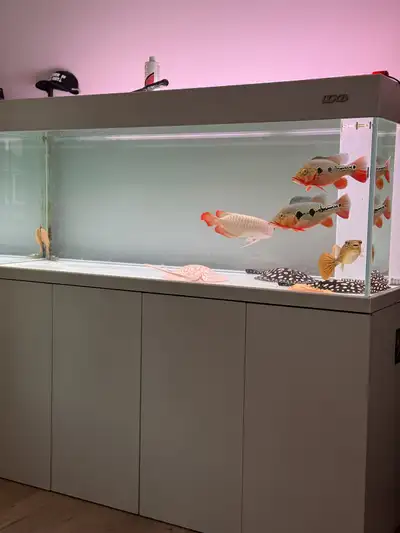 Fogo Peacock Bads , View more