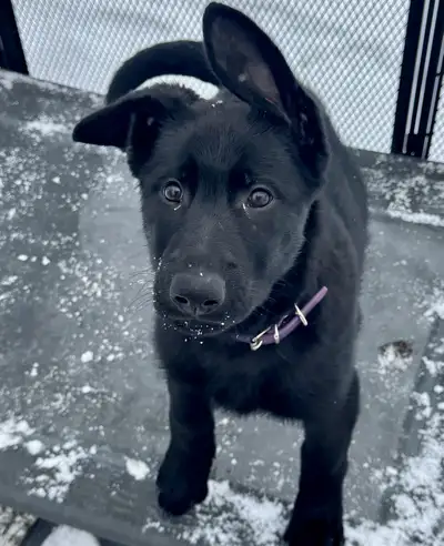 German Shepherd puppies ckc registered, View more