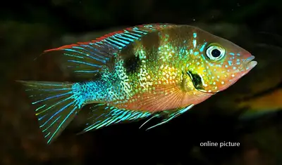 blue flash cichlid, View more