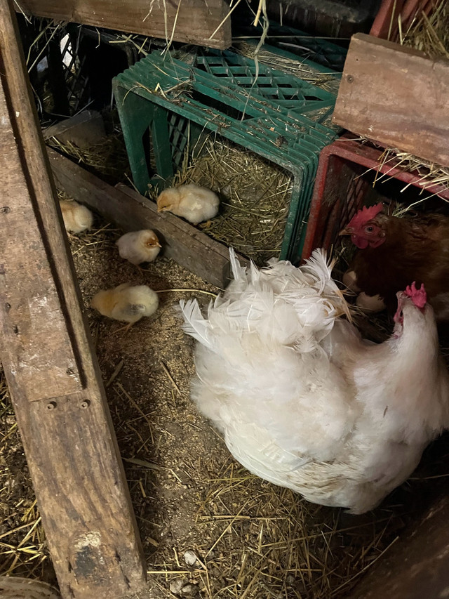 Broody hens with chicks  in Livestock in London - Image 4