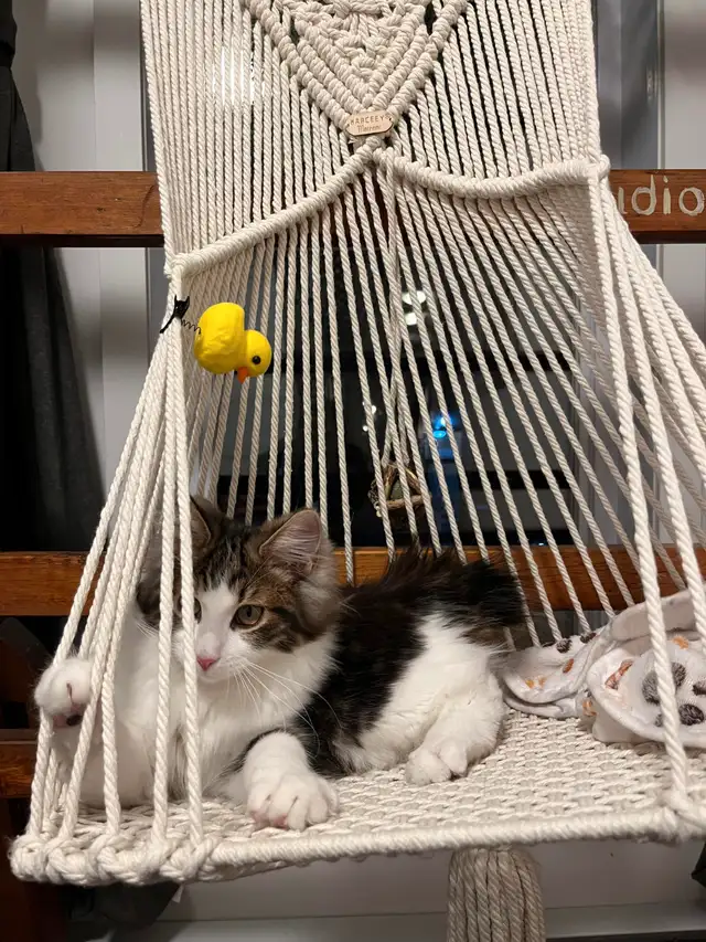 Kurilian bobtail enr TICA in Cats & Kittens for Rehoming in Trois-Rivières - Image 7