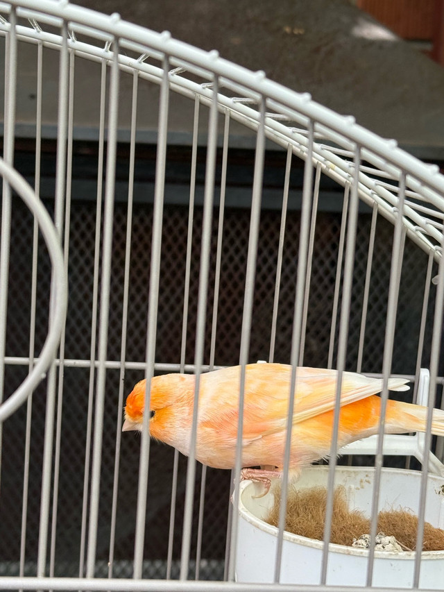 4 canary birds  in Other in Hamilton - Image 4
