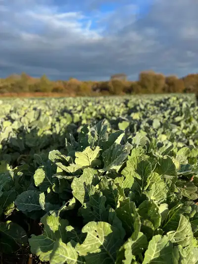 GENERAL FARM LABOURER Company Name: GREEN VALLEY FARMS Work Location: 20690 McCowan Rd. Mount Albert...