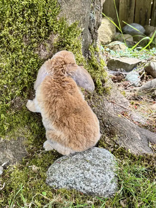 Mini Plush Lop Baby Boy in Small Animals for Rehoming in Delta/Surrey/Langley - Image 4