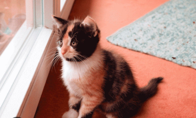 Looking for Calico Kitten  in Cats & Kittens for Rehoming in Victoria