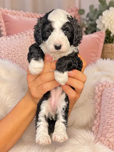 chiots bernedoodle, View more