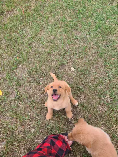 Super family puppies , View more