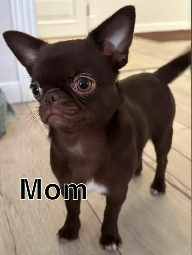 Rare Long-Haired Chocolate Chihuahua Girl – Top Pedigree in Dogs & Puppies for Rehoming in Markham / York Region - Image 11