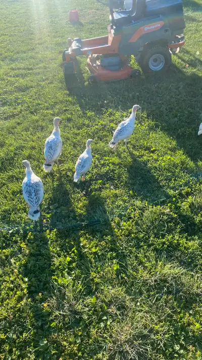 Sweet Grass Poults, View more