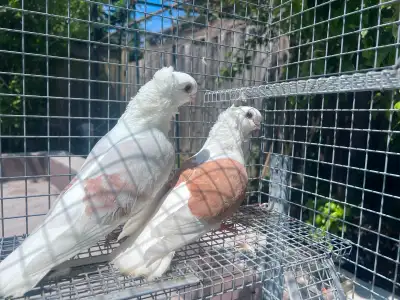 German Owl Pigeons, View more
