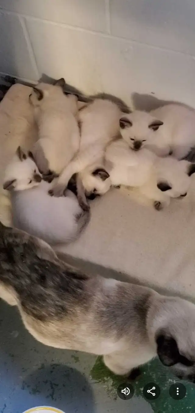 Siamese Kittens in Cats & Kittens for Rehoming in Oakville / Halton Region - Image 6