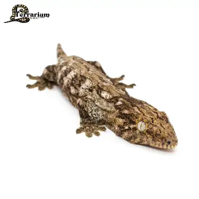 Gecko leachianus - Nuu Ami x Nuu Ana - Femelle, View more