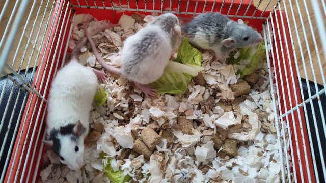 Rats de toute sorte dans Petits animaux à adopter  à Longueuil/Rive Sud - Image 4