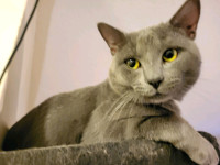 Blue Russian Tabby mix Kittens. ready to be rehomed