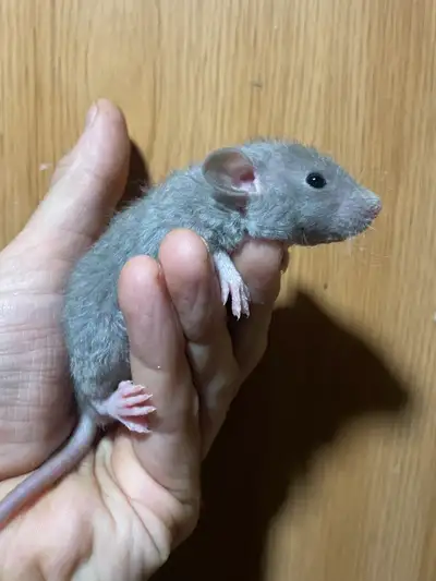 Fancy Rats, View more