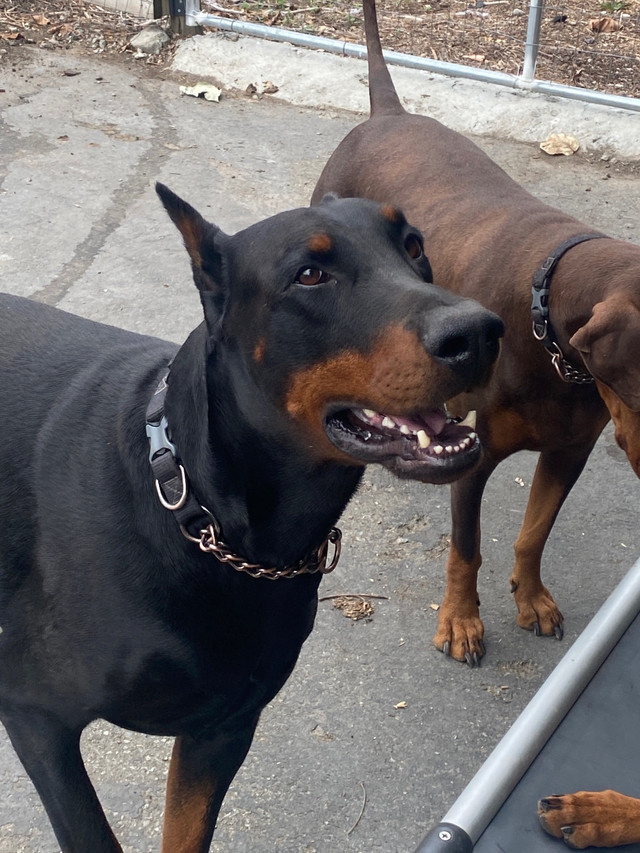 Beautiful cropped doberman puppies in Dogs & Puppies for Rehoming in Delta/Surrey/Langley