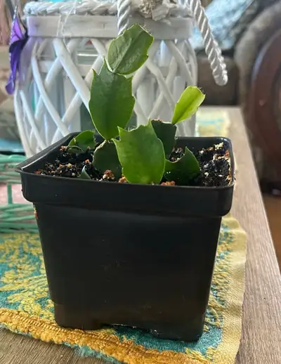 Christmas Cactus Plant in Pot, View more