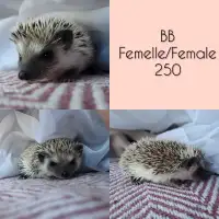 Bébé hérisson femelle / baby female hedgehog