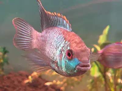 Electric Blue Acara, View more