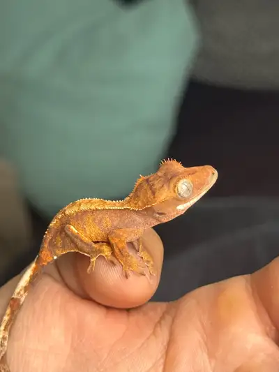 EN / FR Baby crested gecko for sale, just a few weeks old. DM for more info!