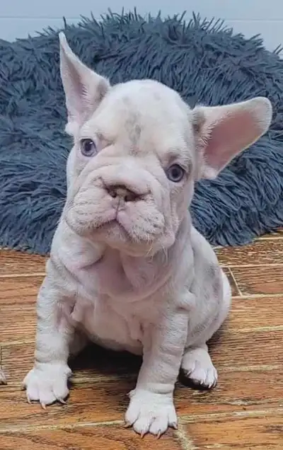 Top French Bulldog puppies isabella/merle/blue eyes, View more