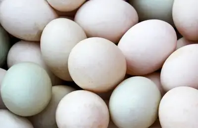 FERTILE DUCK EGGS ANCONA AND CALL DUCK, View more