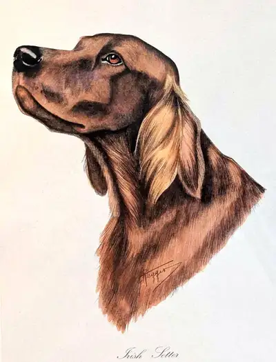 RARE Framed Irish Setter Italian Lithograph Print By G Reggio!, View more