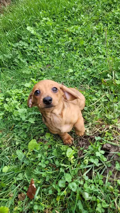 Chiots teckel Dachshund, View more