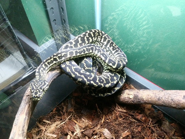 Zebra Jungle Carpet Python in Reptiles & Amphibians for Rehoming in Hamilton