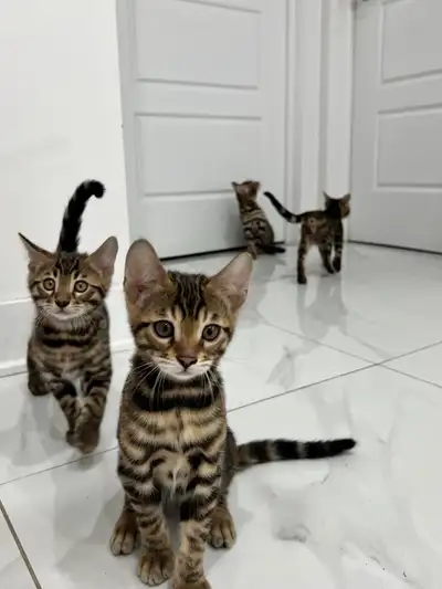 chaton bengal pure race, Voir plus