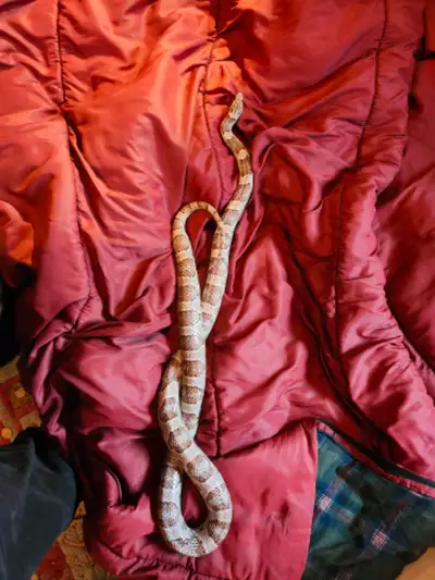 Male is stripped Female is blotched Both are about 5 ft long