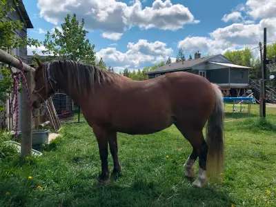 Beautiful Welsh Pony!, View more