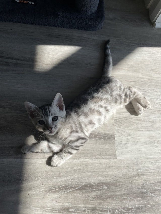 TICA Registered Silver Bengal Kitten Cats & Kittens for Rehoming