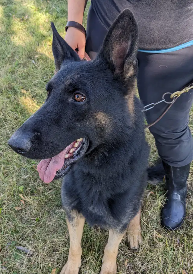 Male German Shepherd [Czech] in Dogs & Puppies for Rehoming in Mississauga / Peel Region - Image 4