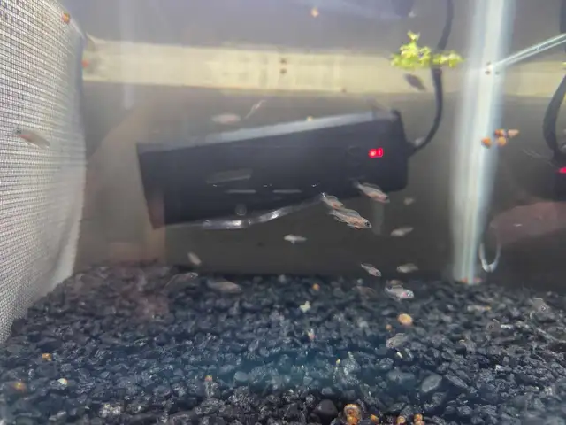 Rehoming Multies Shell Dweller Juveniles in Fish for Rehoming in Brantford - Image 5