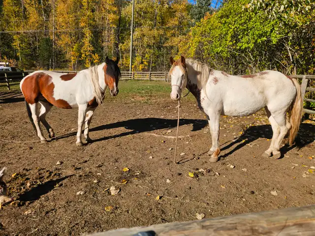 Flashy wildie mare in Horses & Ponies for Rehoming in Nelson - Image 4