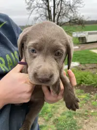 Purebred silver lab puppies forbsale