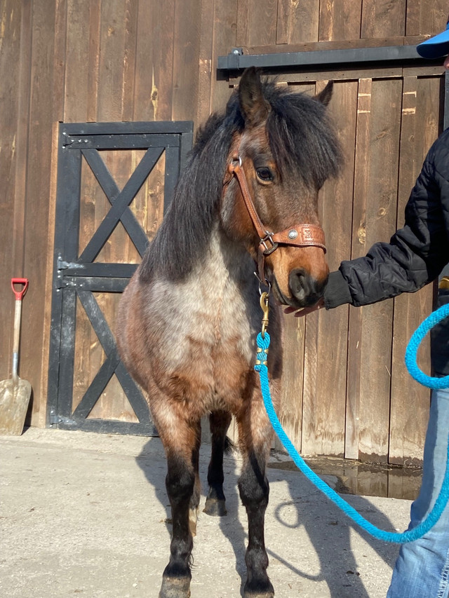 12 year old pony  in Horses & Ponies for Rehoming in Portage la Prairie