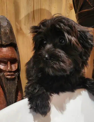 Chiots morkie, 4-5lbs lorsque adultes,  prêt a partir maintenant, View more