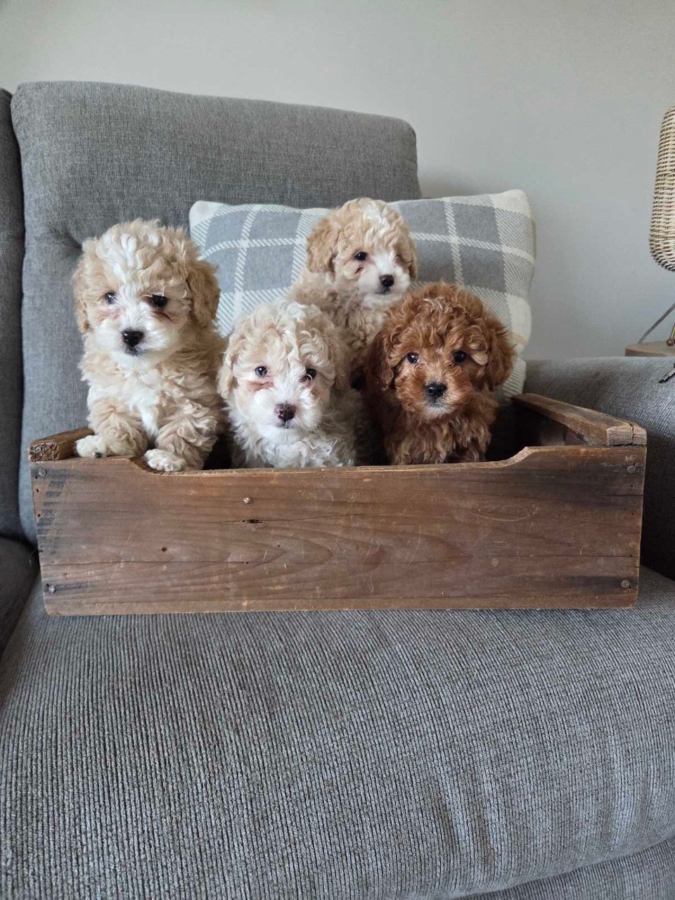 Adorable mini Cockapoo puppies | Dogs & Puppies for Rehoming | London ...