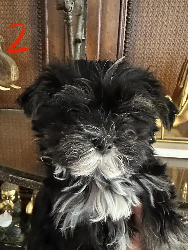morkies male in Dogs & Puppies for Rehoming in Gatineau - Image 3