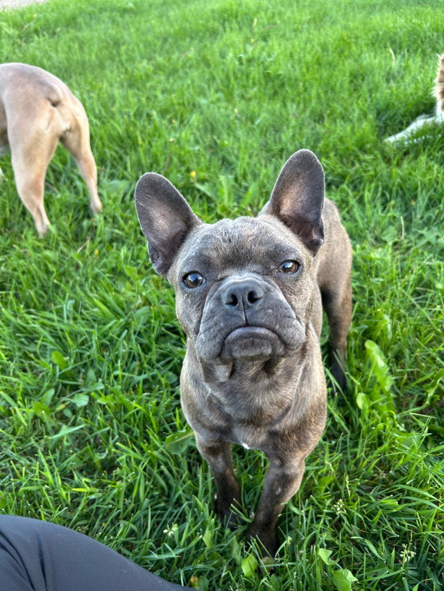 7 month old Frenchton in Dogs & Puppies for Rehoming in Saskatoon - Image 2