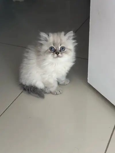 438.459.5002 Prix interessant sur appel 3 chatons , très jeunes (40 jours) Une femelle + 2 mâles Pas...