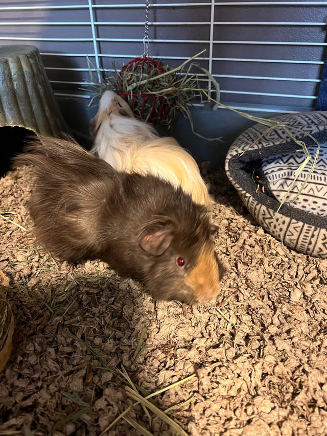 Guinea pigs for rehoming! (Bonded) in Other Pets for Rehoming in Dartmouth - Image 4